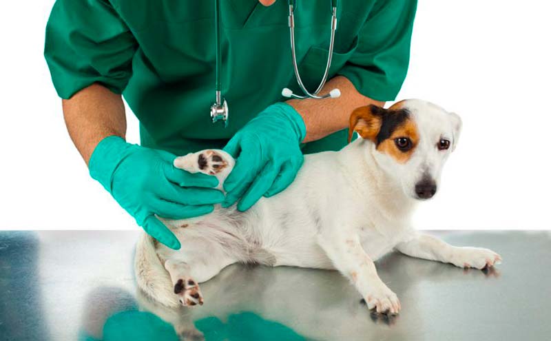  Comienza una nueva etapa de la campaña gratuita de castraciones caninas
