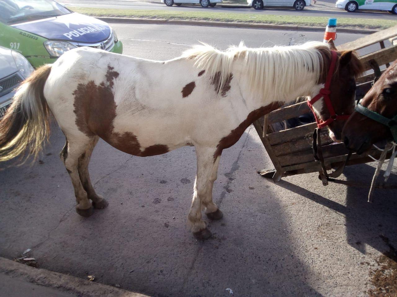  El Municipio rescató cuatro caballos que sufrían maltrato