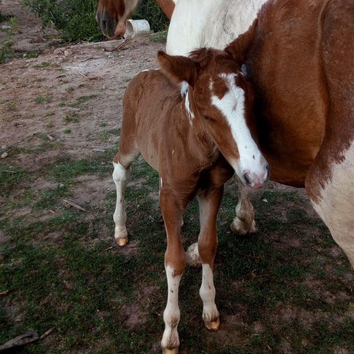  Nacieron Perseo y Pancha; dos potrillos hijos de yeguas rescatadas por el municipio