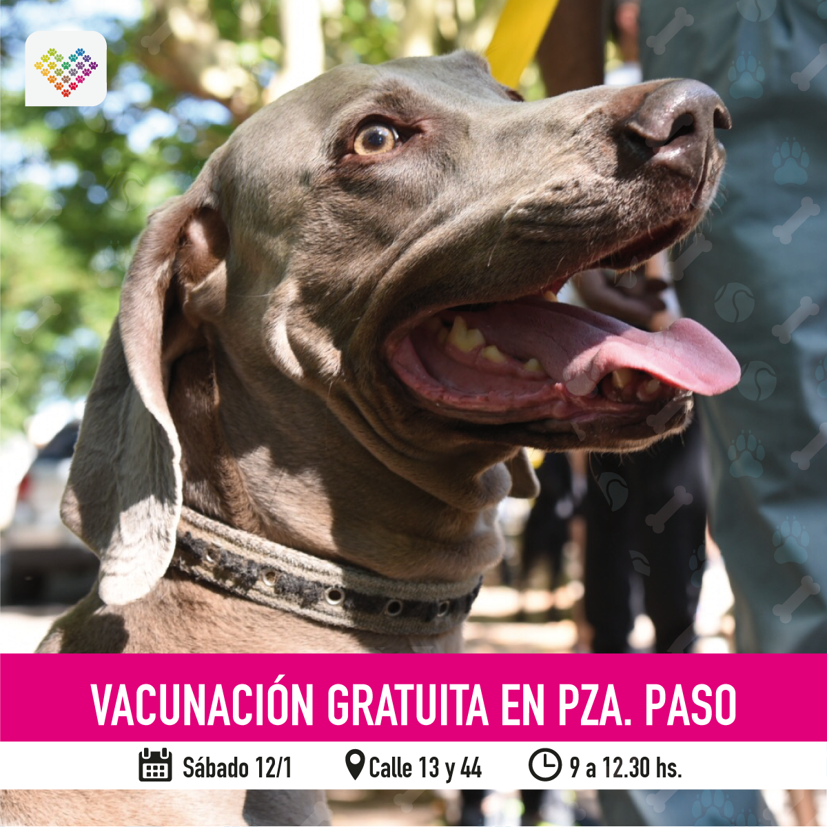  El consultorio veterinario móvil ofrecerá vacunación, desparasitación y atención primaria en Plaza Paso
