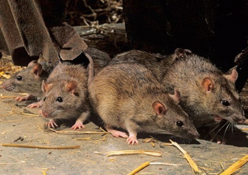  Medidas preventivas contra Hantavirus