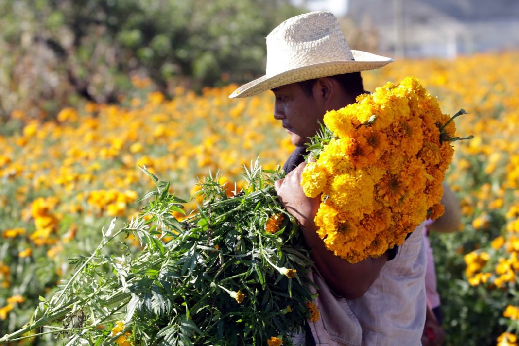  Floricultores salteños regresan a su provincia