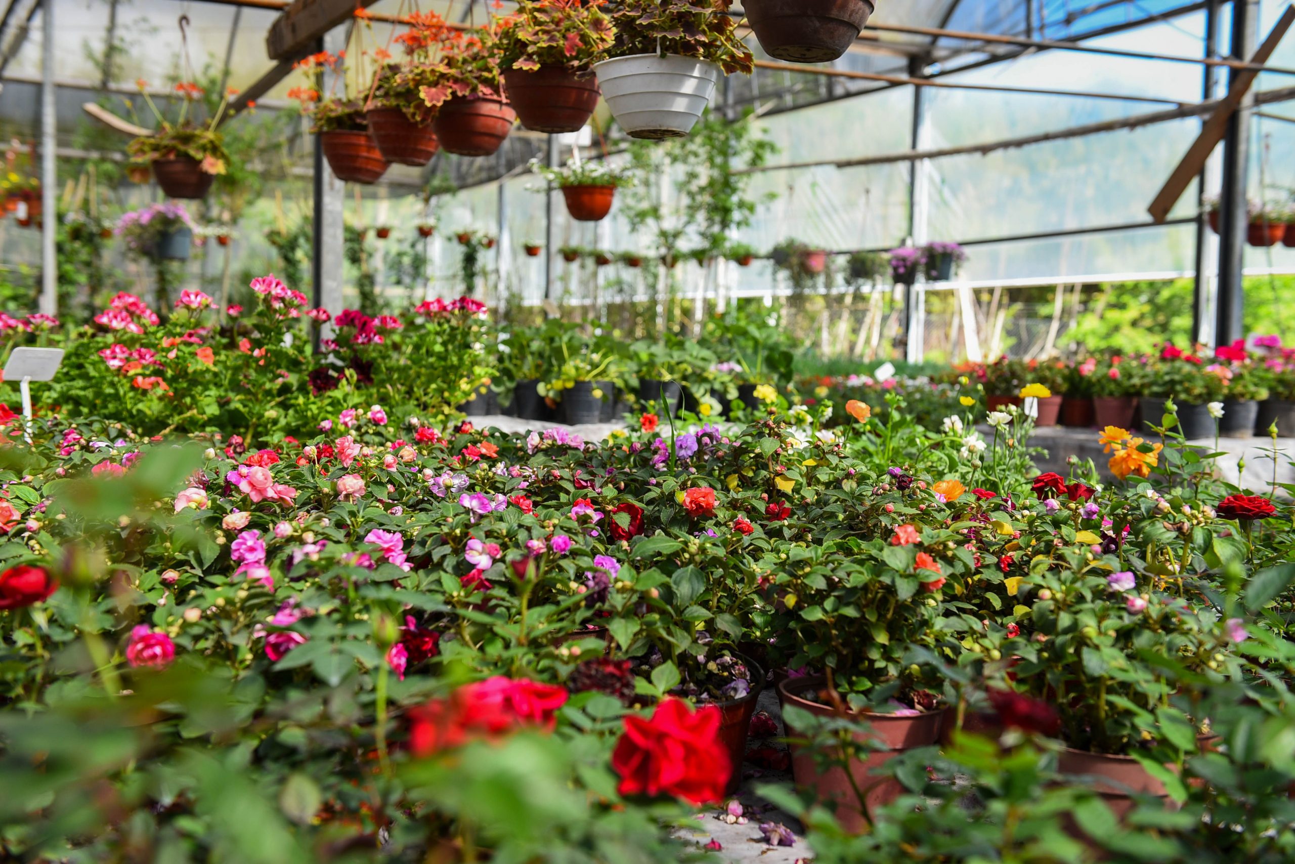  La Fiesta Nacional de la Flor será bajo modalidad virtual