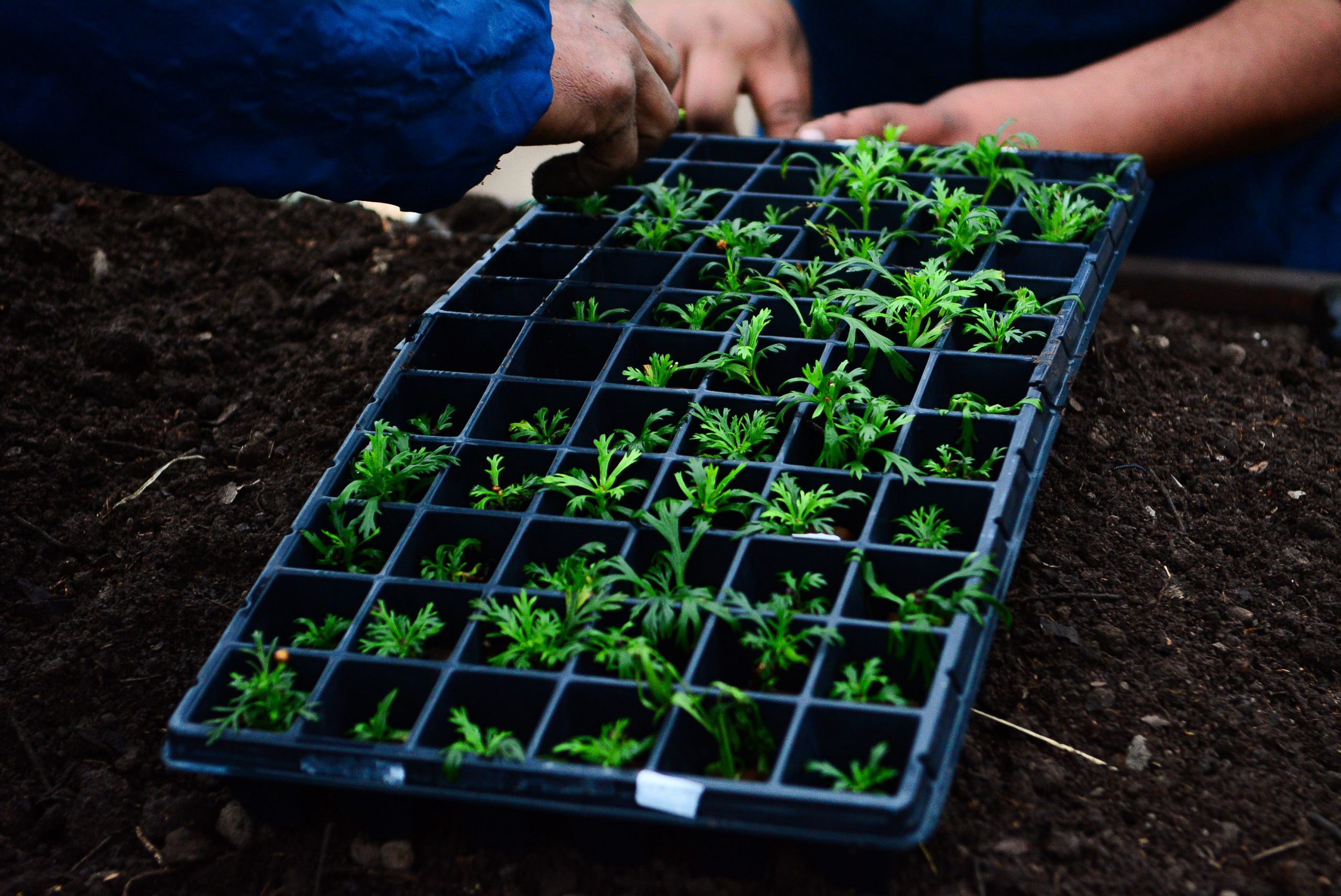  Comenzaron los cursos de extensión para capacitación en huerta agroecológica