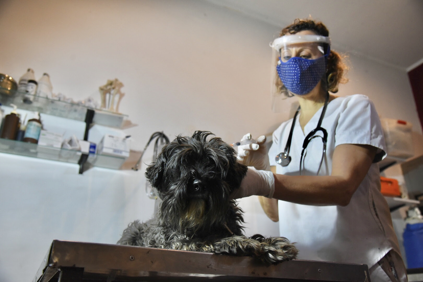  Murciélagos: la importancia de vacunar a perros y gatos
