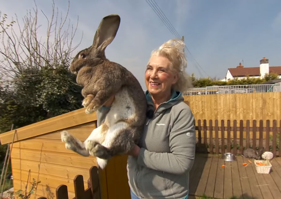  Se robaron en Inglaterra “el conejo más grande del mundo”