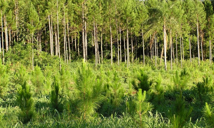  Se abre la inscripción al plan de incentivo a la actividad forestal 2021