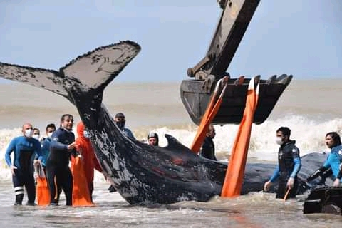  Rescataron una ballena varada en la playa