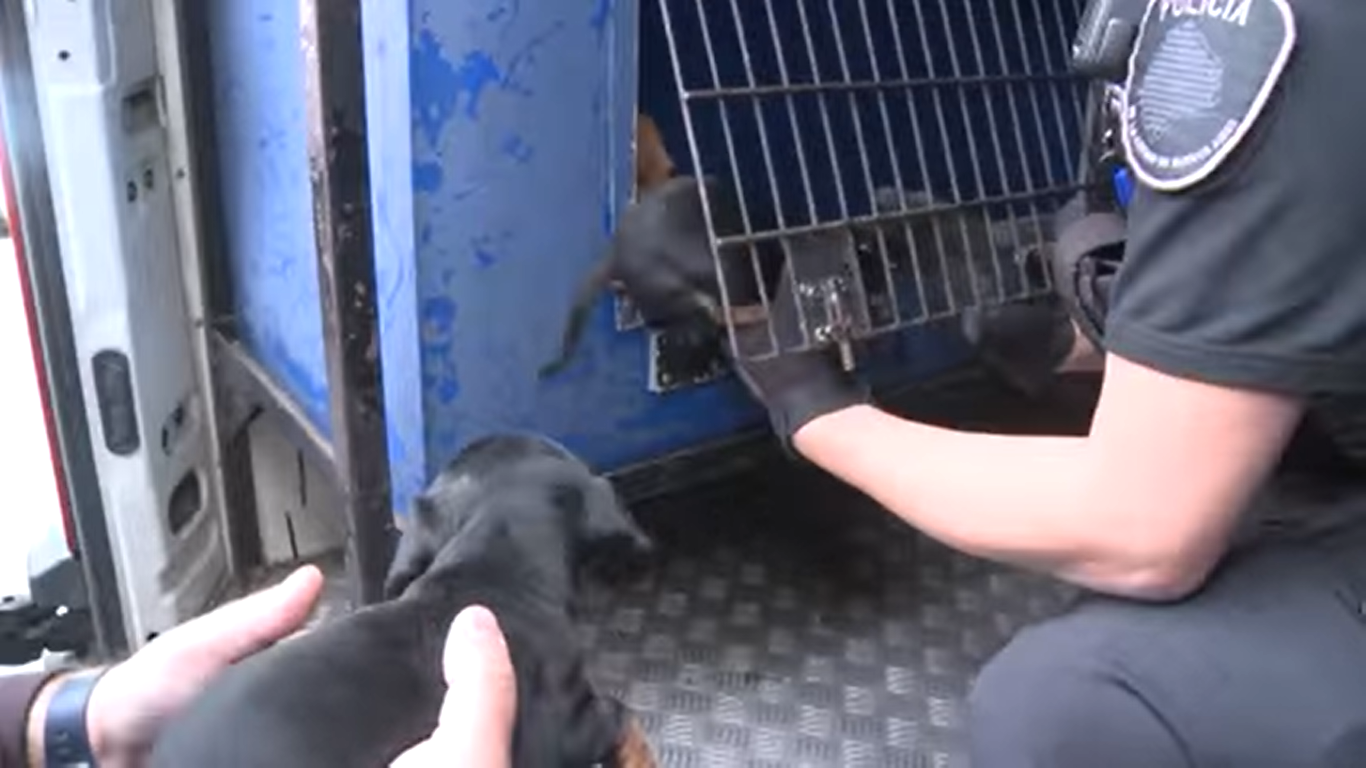  Caballito: rescataron a 55 perros que eran maltratados en un criadero ilegal