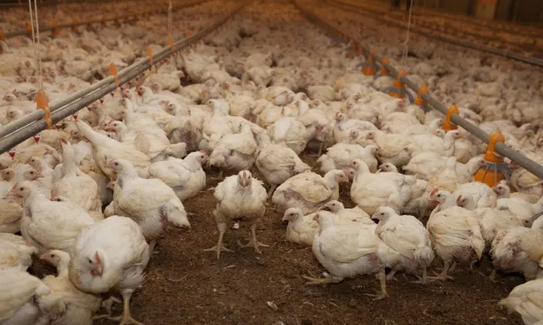  Nuevas medidas preventivas para la gripe aviar