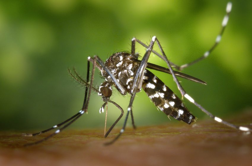  Continúan los trabajos para prevenir el Dengue y la Chikungunya