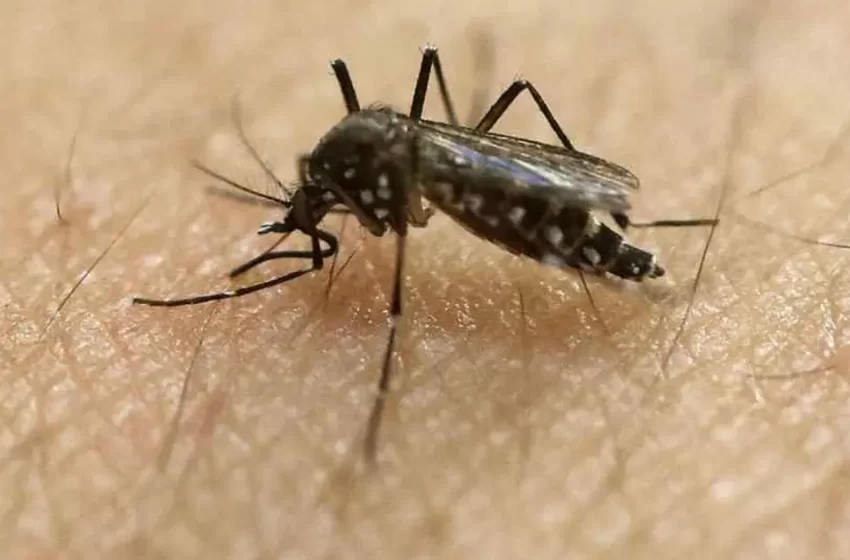 Importante invasión de mosquitos y como repelerlos