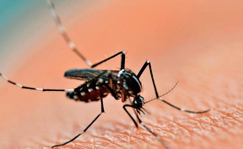  Importante aumento de casos de Dengue en Argentina